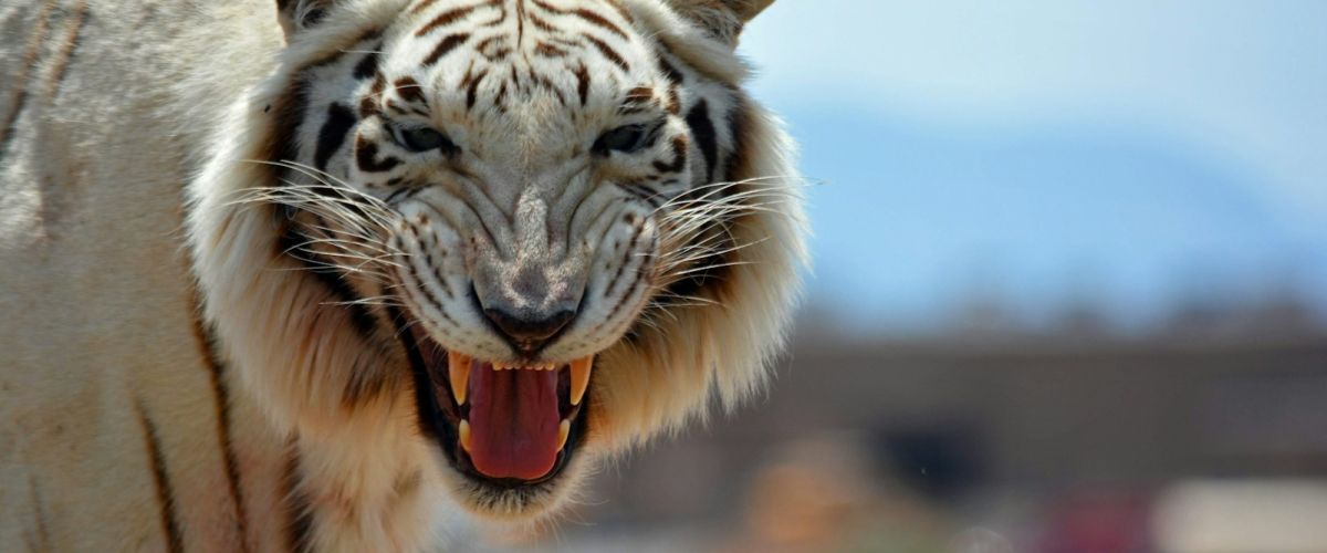 a close up of a white tiger with its mouth open