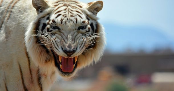 a close up of a white tiger with its mouth open