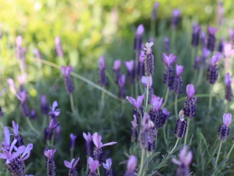 Hypnotherapy-remote-session-outside